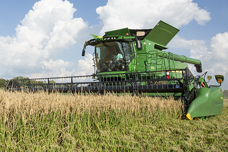 Harvesting in rice